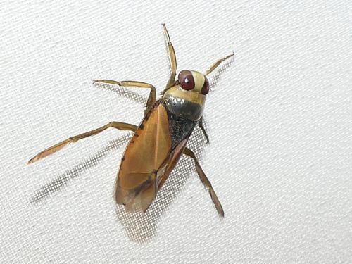Notonecta glauca